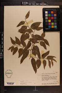 Smilax smallii image