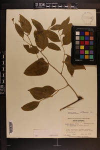 Smilax smallii image