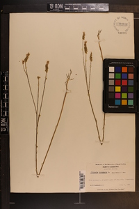 Polygala incarnata image