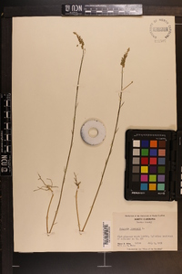 Polygala incarnata image