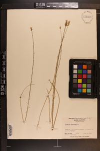 Polygala incarnata image