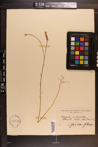 Polygala incarnata image