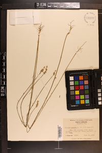 Polygala incarnata image