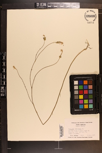 Polygala incarnata image