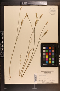 Polygala incarnata image