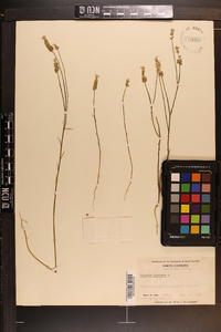 Polygala incarnata image