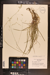 Poa cuspidata image