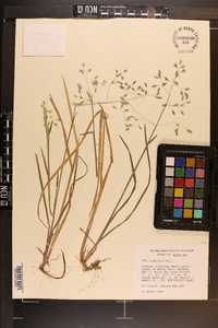 Poa cuspidata image