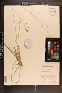 Poa cuspidata image