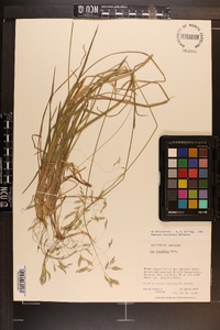 Poa cuspidata image