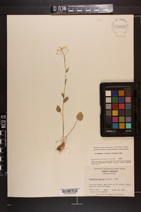 Cardamine bulbosa image