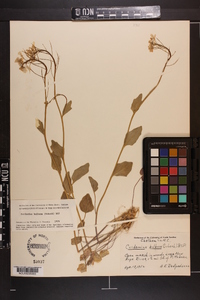 Cardamine bulbosa image