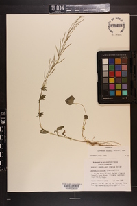 Cardamine bulbosa image