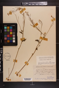 Cardamine bulbosa image