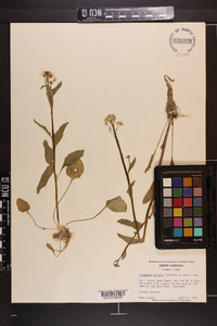 Cardamine bulbosa image