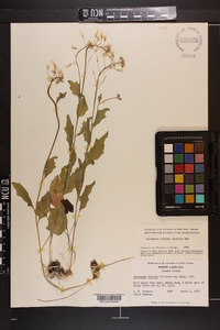 Cardamine bulbosa image