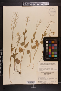 Cardamine bulbosa image