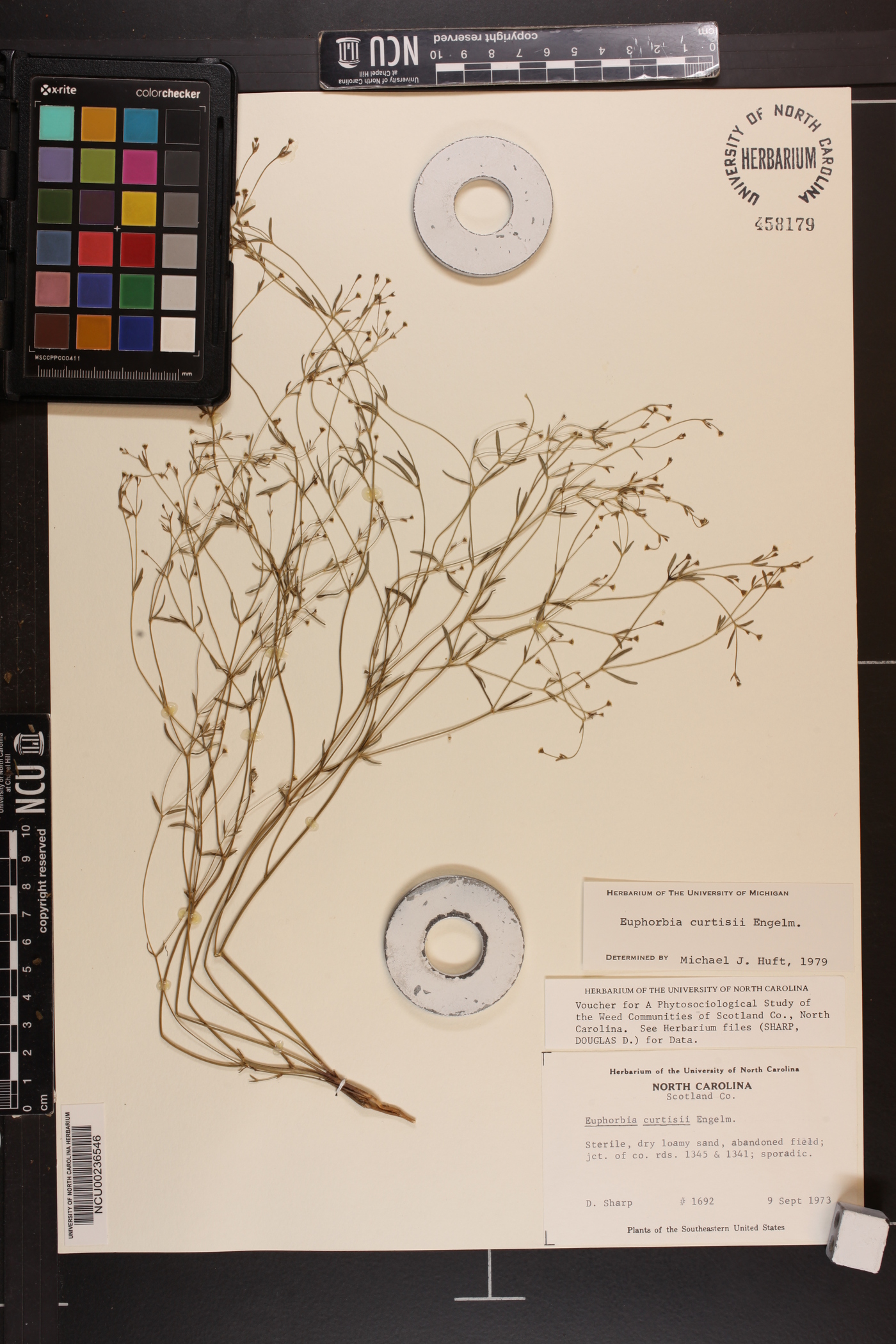 Euphorbia curtisii image