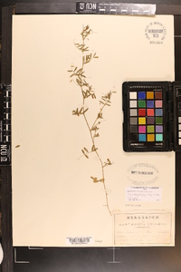 Vicia minutiflora image