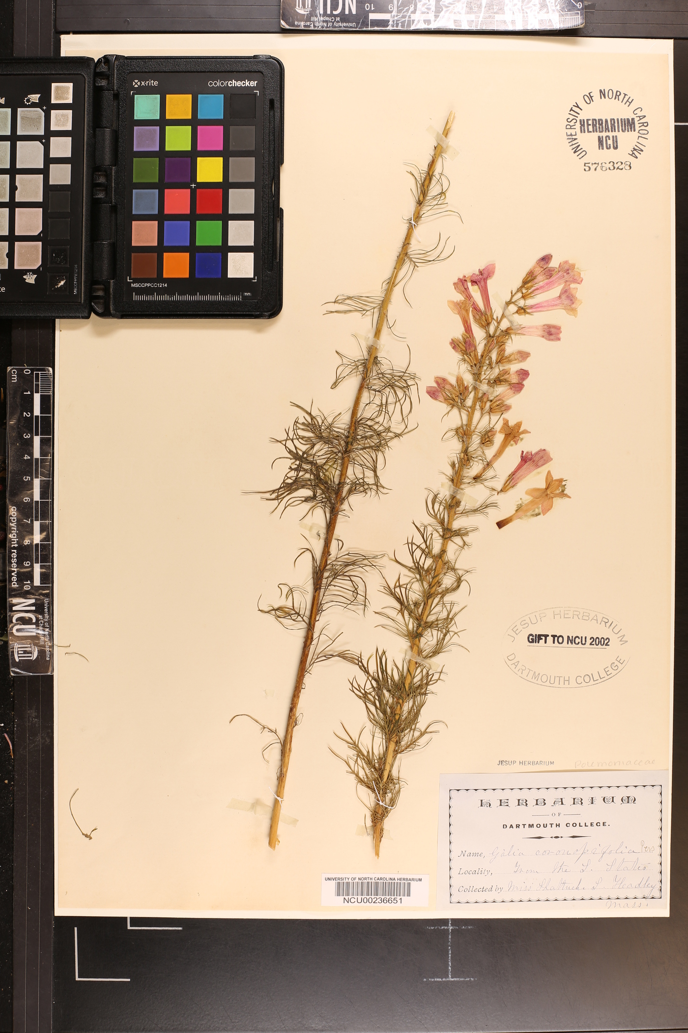 Gilia coronopifolia image