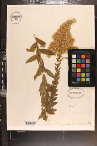 Solidago fistulosa image