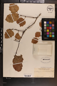 Crataegus intricata image