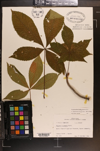 Aesculus flava image