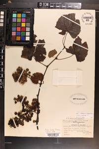 Vitis vulpina image