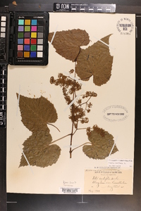 Vitis vulpina image