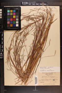 Schizachyrium scoparium var. scoparium image