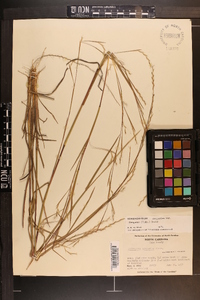 Schizachyrium scoparium var. scoparium image