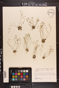 Draba verna image