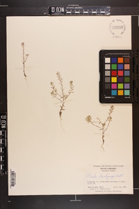 Draba brachycarpa image