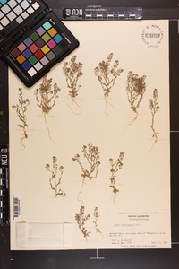 Draba brachycarpa image