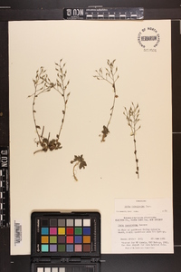 Draba ramosissima image