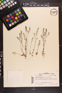 Draba brachycarpa image