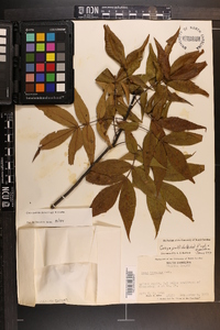 Carya pallida image