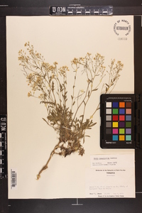 Draba ramosissima image