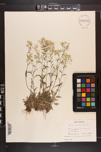 Draba ramosissima image