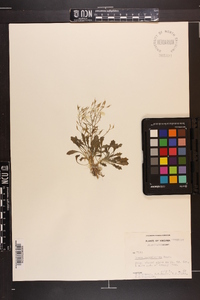 Draba ramosissima image