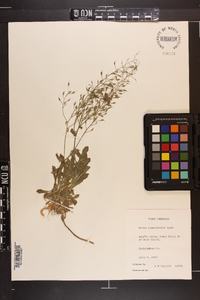 Draba ramosissima image