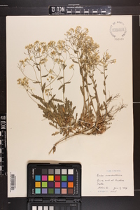 Draba ramosissima image