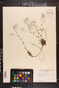 Draba ramosissima image