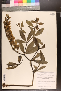 Baptisia cinerea image