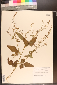 Desmodium perplexum image