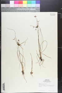 Cyperus grayi image