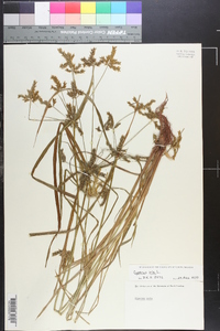 Cyperus iria image