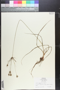 Cyperus plukenetii image