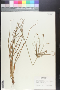 Cyperus retrofractus image