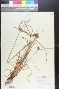 Cyperus retrorsus image